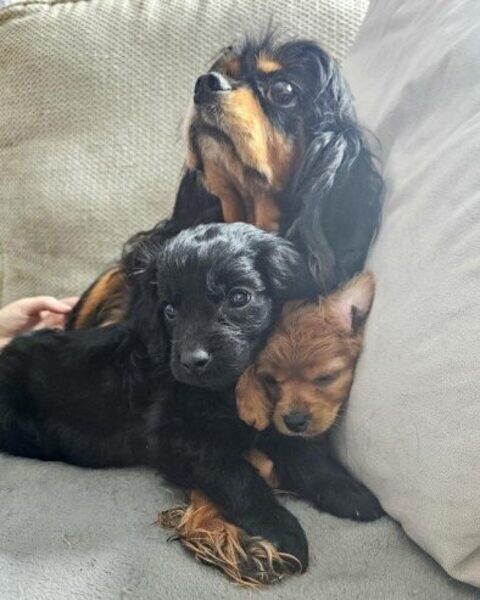 Cavalier Kingg Charles Spaniel puppies ..viber.+639463422605