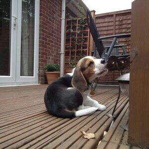 well trained Beagle puppies looking for a caring home | PostAds PH