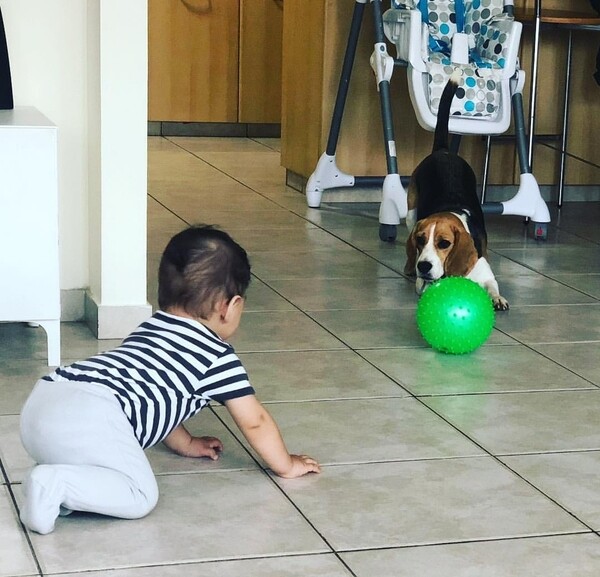 Beagle Puppies Available Cute and adorable male and female ready 