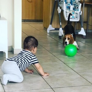 Beagle Puppies Available Cute and adorable male and female ready | PostAds PH