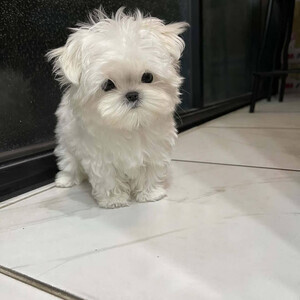 Well Trained Gorgeous Maltese Puppies Available..viber.+639463422605 | PostAds PH