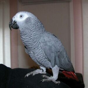 Hello lovers of Africa Grey Parrots ..viber.+639463422605 | PostAds PH