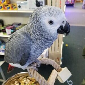 Waiting to be Found: African Grey Parrot..viber.+639463422605 | PostAds PH