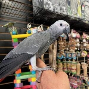 Healthy African Grey Parrot..viber.+639463422605 | PostAds PH