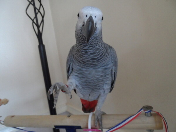 My female Congo African grey ..viber.+639463422605