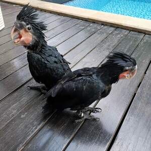 Cute Outstanding Palm Cockatoos Parrots ..viber.+639463422605 | PostAds PH