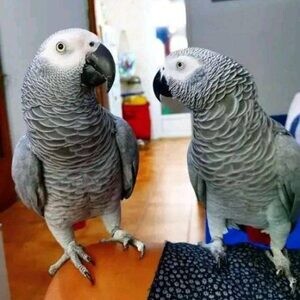 African grey birds needs new homes..viber.+639463422605 | PostAds PH