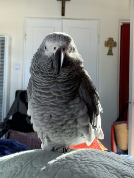 African grey parrot s for sale..viber.+639463422605