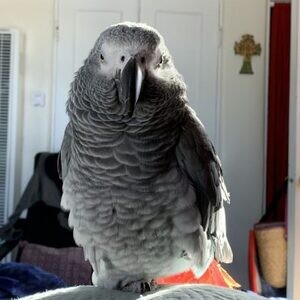 African grey parrot s for sale..viber.+639463422605 | PostAds PH