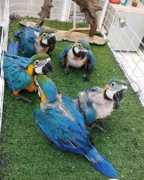Lovely male African Grey and macaw parrots ..viber.+639463422605