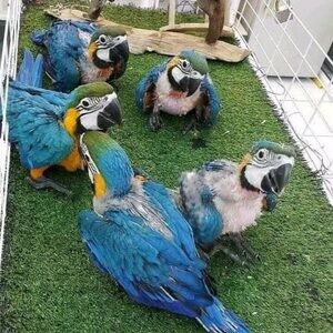 Lovely male African Grey and macaw parrots ..viber.+639463422605 | PostAds PH