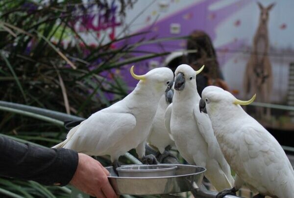 Cockatoo Parrots available now..viber.+639463422605