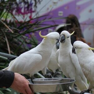 Cockatoo Parrots available now..viber.+639463422605 | PostAds PH