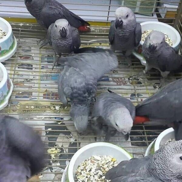 macaw and African grey parrots..viber.+639463422605