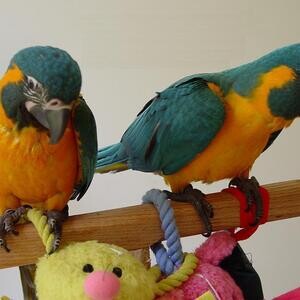 beautiful Baby Blue throated Macaws*..viber.+639463422605 | PostAds PH