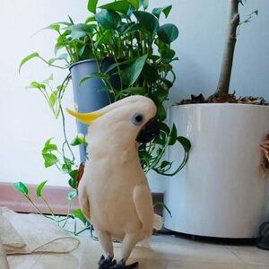 Cockatoo Birdd Available..viber.+639463422605 | PostAds PH