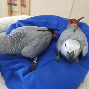 lovely African grey parrots for sale..viber.+639463422605 | PostAds PH