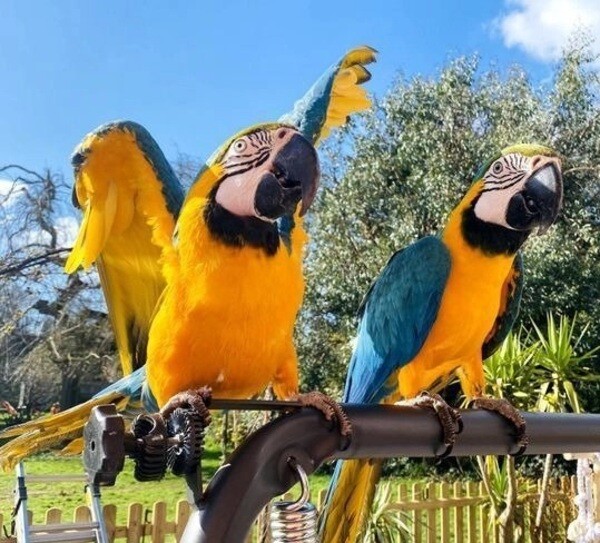 Beautiful Talking Blue and Gold Macaw Parrots..viber.+639463422605