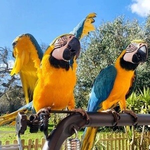 Beautiful Talking Blue and Gold Macaw Parrots..viber.+639463422605 | PostAds PH
