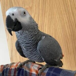 African grey parrotsss..viber.+639463422605 | PostAds PH