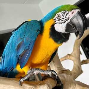 Gold Macaw Parrots For Sale..viber.+639463422605 | PostAds PH