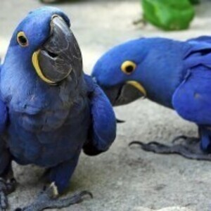Hyacinth Parrots | PostAds PH
