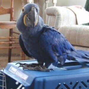 Hyacinth Macaw Birds For Re Homing To Any Loving HOME xxx | PostAds PH