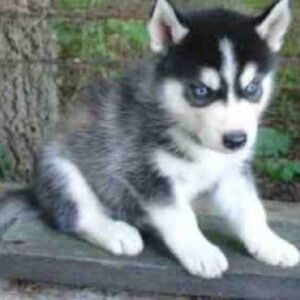 Gorgeous Siberian Husky Puppy (9weeks Old) | PostAds PH