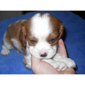 ***Cavalier King Charlea Spaniel Ready to Go *** | PostAds PH