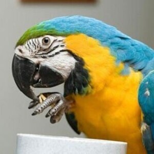 blue and gold macaw parrot for adoption | PostAds PH
