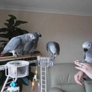 ***1yr Old Congo African Grey Parrots, Adoption*** | PostAds PH