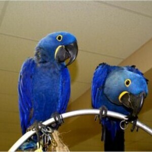 two macaw birds available for sale | PostAds PH