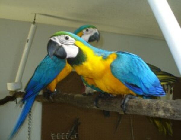 3 Month Old, Very Sweet, Baby Blue & Gold Macaw Only