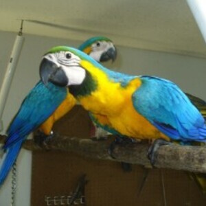 3 Month Old, Very Sweet, Baby Blue & Gold Macaw Only | PostAds PH