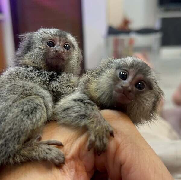 Adorable Capuchin and Marmoset Monkeys