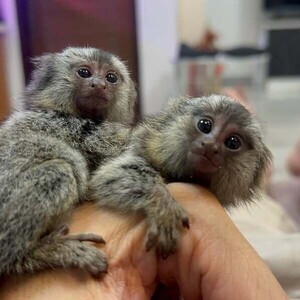 Adorable Capuchin and Marmoset Monkeys | PostAds PH