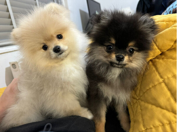 Lovely and outstanding Pomeranian Puppies for a good home