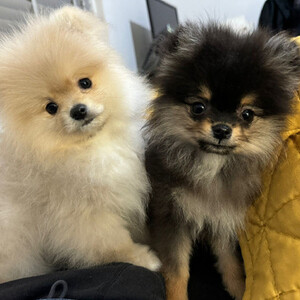 Lovely and outstanding Pomeranian Puppies for a good home | PostAds PH