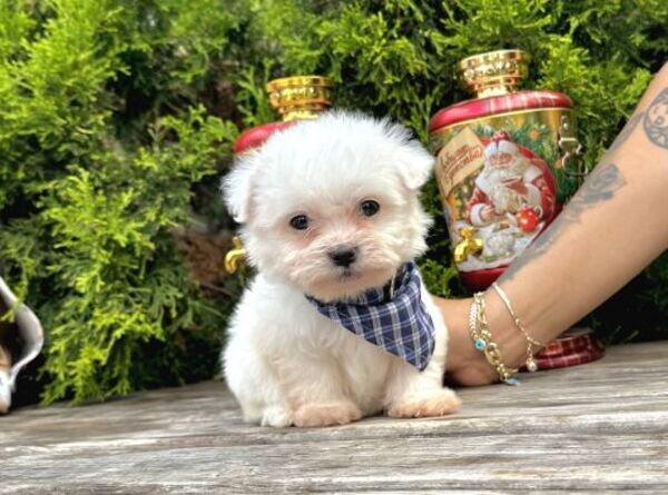 Adorable AKC Teacup Maltese Pups