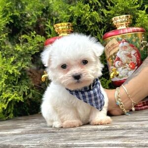 Adorable AKC Teacup Maltese Pups | PostAds PH