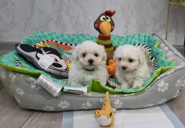 Male and Female Teacup Maltese Puppies