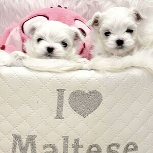 Two Top Class Maltese Puppies Available | PostAds PH