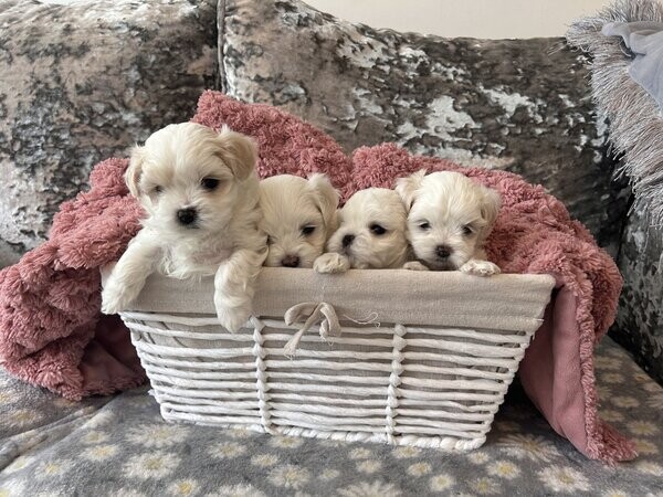 Nice and Healthy Maltese  Puppies Available