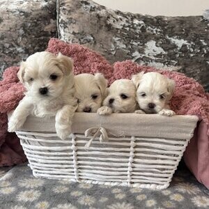 Nice and Healthy Maltese Puppies Available | PostAds PH