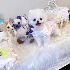 Elegant Pomeranian puppies ready for XMAS | PostAds PH