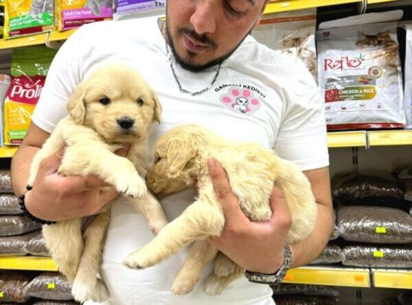 AKC Golden Retriever  Puppies For Adoption