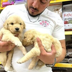 AKC Golden Retriever Puppies For Adoption | PostAds PH