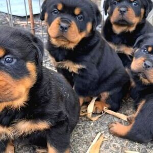Chunky active rottweiler great puppies for sale | PostAds PH