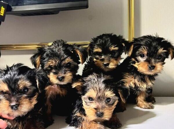 Awesome AKC Potty Trained Yorkshire Terrier Puppies For Adoption