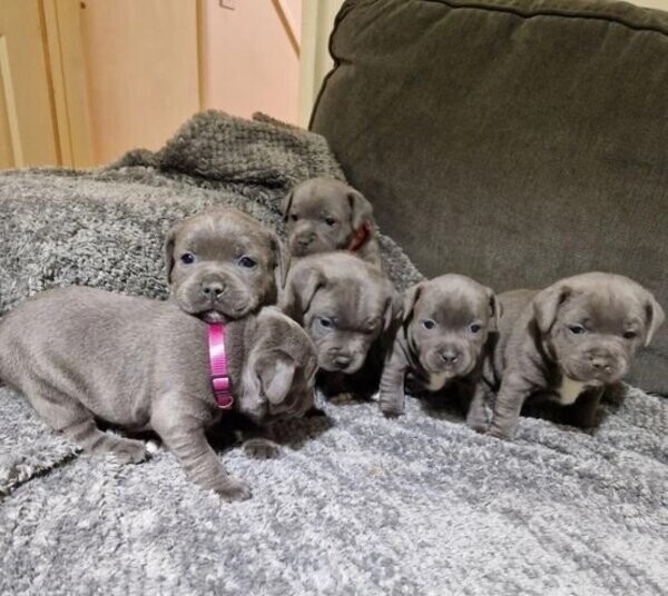 3 Blue Staffordshire Bull Terrier